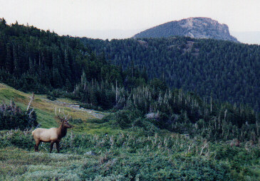animal.jpg (43663 bytes)